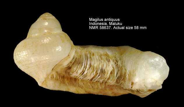 Magilus antiquus.jpg - Magilus antiquusMontfort,1810